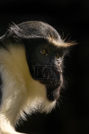 Téléchargez les photos : Singe Diana - Cercopithecus diana, portrait du beau singe de l'Ancien Monde coloré des forêts et des bois africains, Sierra Leone. - en image libre de droit