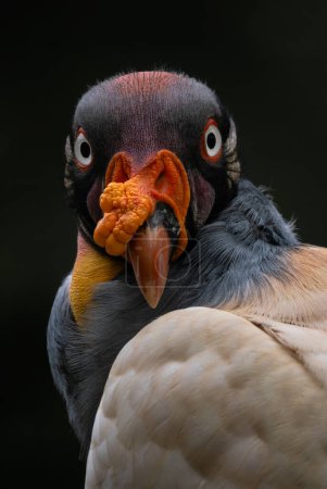 Téléchargez les photos : King Vulture - Sarcoramphus papa, portrait de vautours béatifiques des forêts d'Amérique centrale, Costa Rica. - en image libre de droit