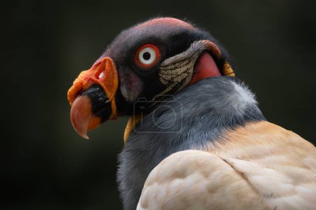 Photo for King Vulture - Sarcoramphus papa, portrait of beatiful large vulture from Central America forests, Costa Rica. - Royalty Free Image