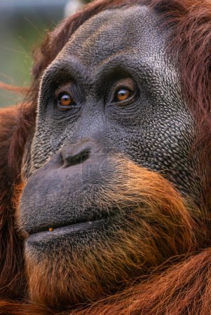Foto de Sumatra Orangután - Pongo abelii, retrato de hermoso primate homínido de los bosques de Sumatra, Indonesia. - Imagen libre de derechos