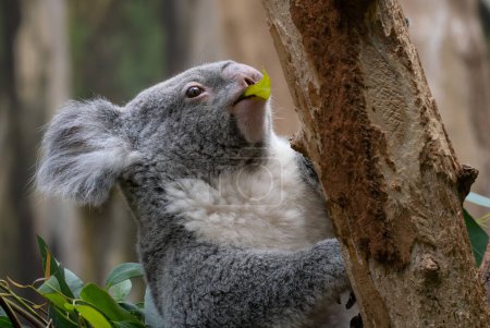 Téléchargez les photos : Koala - Phascolarctos cinereus, portrait de beaux animaux emblématiques des forêts et des bois d'Australie orientale et méridionale. - en image libre de droit