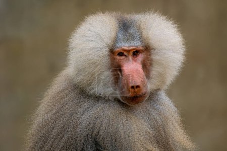Téléchargez les photos : Hamadryas Babouin - Papio hamadryas, beau grand primate de la Corne de l'Afrique savanes et zones rocheuses, Ethiopie. - en image libre de droit