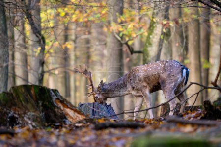 Foto de European Fallow Deer- Dama dama, gran hermoso animal icónico de los bosques y prados europeos, Cárpatos Blancos, República Checa. - Imagen libre de derechos