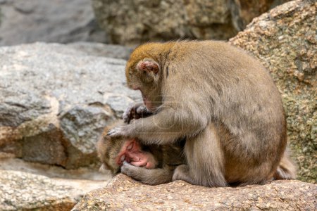 Foto de Macaco japonés Macaca fuscata, hermoso primate único nativo de las montañas, bosques y bosques japoneses. - Imagen libre de derechos