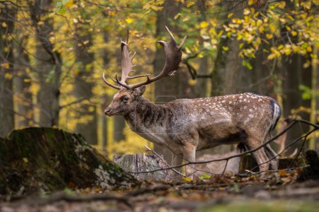 Foto de European Fallow Deer- Dama dama, gran hermoso animal icónico de los bosques y prados europeos, Cárpatos Blancos, República Checa. - Imagen libre de derechos