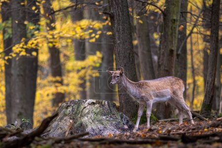 Téléchargez les photos : Dama dama, grand animal emblématique des forêts et prairies européennes, Carpates blanches, République tchèque. - en image libre de droit