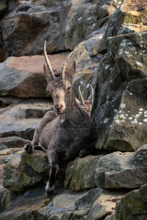 Téléchargez les photos : Ibex sibérien - Capra sibirica, belle chèvre asiatique des collines et montagnes d'Asie centrale, Russie. - en image libre de droit