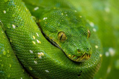 Photo for Green Tree Python - Morelia viridis, beautiful green snake from Asian tropical forests and woodlands, Papua New Guinea. - Royalty Free Image