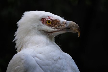 Téléchargez les photos : Vulture de palmiers - Gypohierax angolensis, bel oiseau de proie noir et blanc des forêts africaines et des savanes, Ouganda. - en image libre de droit