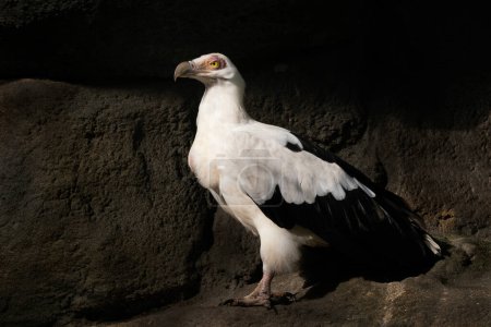 Téléchargez les photos : Vulture de palmiers - Gypohierax angolensis, bel oiseau de proie noir et blanc des forêts africaines et des savanes, Ouganda. - en image libre de droit