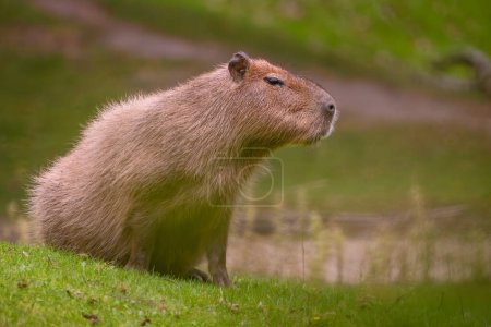 Téléchargez les photos : Capybara - Hydrochoerus hydrochaeris, rongeur géant des savanes, marécages et prairies d'Amérique centrale et du Sud, Gamboa, Panama. - en image libre de droit