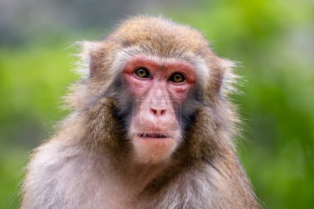 Foto de Macaco japonés Macaca fuscata, hermoso primate único nativo de las montañas, bosques y bosques japoneses. - Imagen libre de derechos