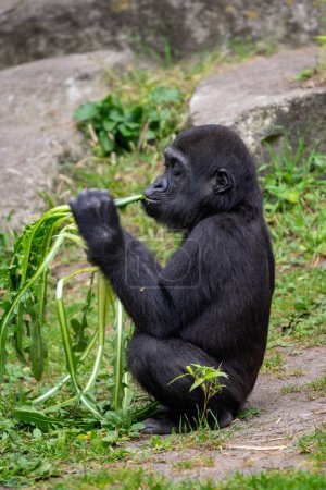 Foto de Gorila occidental - Gorila gorila, icónico simio grande en peligro crítico de los bosques tropicales africanos, Gabón. - Imagen libre de derechos