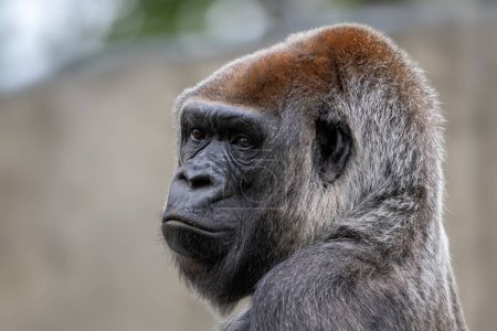 Foto de Gorila occidental - Gorila gorila, icónico simio grande en peligro crítico de los bosques tropicales africanos, Gabón. - Imagen libre de derechos
