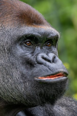 Téléchargez les photos : Gorille occidental Gorille gorille, grand singe emblématique en danger critique des forêts tropicales africaines, Gabon. - en image libre de droit