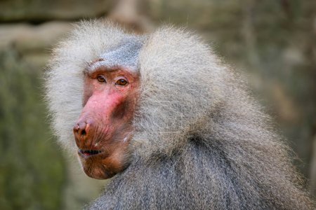 Photo for Hamadryas Baboon - Papio hamadryas, beautiful large primate from the Horn of Africa savannas and rocky areas, Ethiopia. - Royalty Free Image