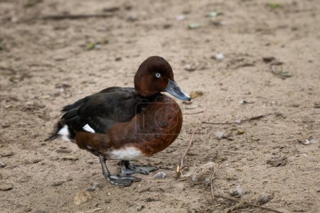 Photo for Ferruginous Duck - Aythya nyroca, beautiful colored duck from Euroasian fresh waters and wetlands, Croatia. - Royalty Free Image