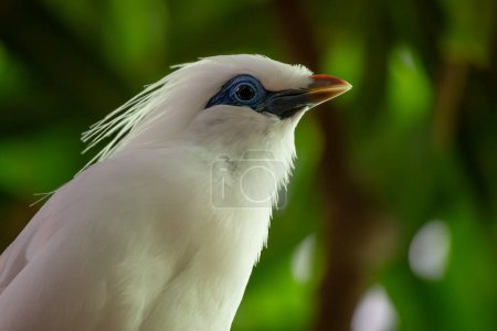 Téléchargez les photos : Mynah de Rothschild - Leucopsar rothschildi, belle étourneau aux yeux bleus blancs endémique sur l'île de Bali, Indonésie
. - en image libre de droit
