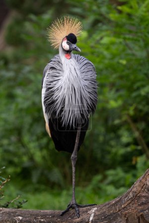 Foto de Grulla coronada gris - Balearica regulorum, hermoso pájaro grande de sabanas africanas, Murchison falls, Uganda. - Imagen libre de derechos
