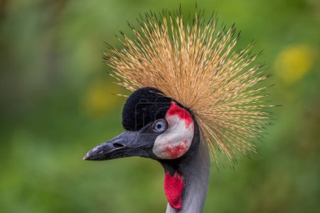 Téléchargez les photos : Grue couronnée grise - Balearica regulorum, beau grand oiseau des savanes africaines, chutes de Murchison, Ouganda. - en image libre de droit