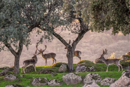 Téléchargez les photos : Jachère européenne - Dama dama, grand animal emblématique des forêts et prairies européennes, Andalousie, Espagne. - en image libre de droit