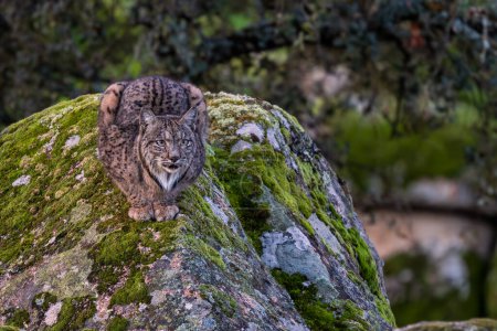 Téléchargez les photos : Lynx ibérique - Lynx pardinus, beau grand chat en danger critique des forêts et des bois ibériques, Andalousie, Espagne. - en image libre de droit
