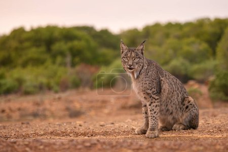 Foto de Lince ibérico - Lynx pardinus, hermoso gato grande en peligro crítico de los bosques y bosques ibéricos, Andalucía, España. - Imagen libre de derechos