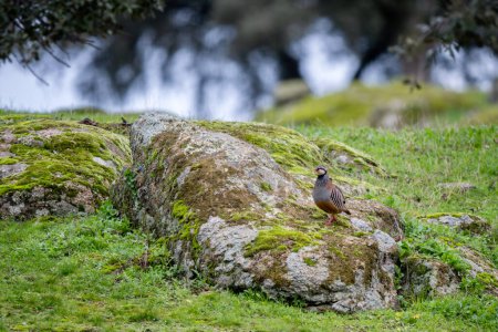 Téléchargez les photos : Perdrix à pattes rouges - Alectoris rufa, bel oiseau de terre de couleur de la famille des faisans vivant dans les champs et prairies d'Europe, Andalousie, Espagne. - en image libre de droit