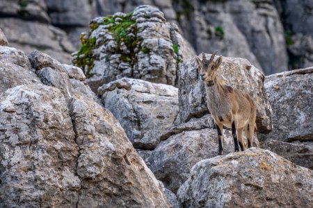 Foto de Íbice Ibérico - Capra pyrenaica, hermosa cabra salvaje de montaña popular de las montañas y colinas de Iberia, Andalucía, España. - Imagen libre de derechos