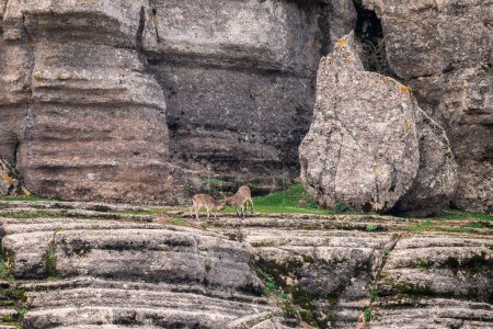 Téléchargez les photos : Ibère ibérique Capra pyrenaica, belle chèvre sauvage de montagne populaire des montagnes et collines ibériques, Andalousie, Espagne. - en image libre de droit