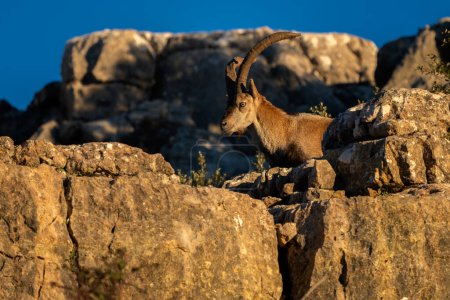 Photo for Iberian Ibex - Capra pyrenaica, beautiful popular mountain wild goat from Iberia mountains and hills, Andalusia, Spain. - Royalty Free Image