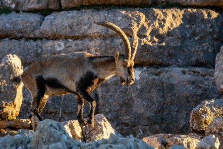 Téléchargez les photos : Ibère ibérique Capra pyrenaica, belle chèvre sauvage de montagne populaire des montagnes et collines ibériques, Andalousie, Espagne. - en image libre de droit