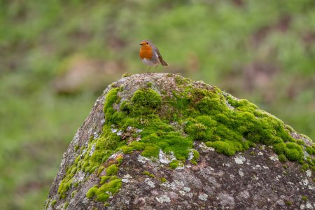 Téléchargez les photos : Robin des Bois - Erithacus rubecula, magnifique perchoir à poitrine rouge originaire des jardins et forêts d'Europe, Andalousie, Espagne. - en image libre de droit