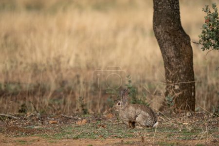 Téléchargez les photos : Lapin d'Europe - Oryctolagus cuniculus, petit mammifère mignon des prairies et prairies européennes, Andalousie, Espagne. - en image libre de droit