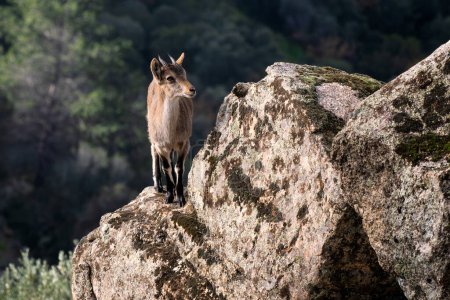 Foto de Íbice Ibérico - Capra pyrenaica, hermosa cabra salvaje de montaña popular de las montañas y colinas de Iberia, Andalucía, España. - Imagen libre de derechos
