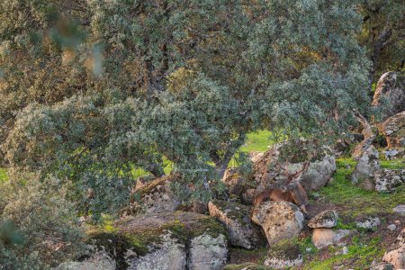 Foto de Ciervo Rojo Ibérico - Cervus elaphus hispanicus, gran animal icónico de los bosques y prados ibéricos, Andalucía, España. - Imagen libre de derechos