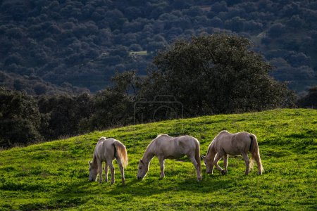 Téléchargez les photos : Le cheval - Equus ferus caballus, populaire beau grand animal domestique sur pâturage, Andalousie, Espagne. - en image libre de droit