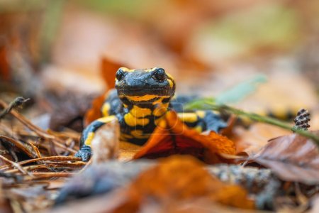 Téléchargez les photos : Salamandre flamboyante - Salamandra salamandra, magnifique amphibien noir et jaune des forêts européennes, Zlin, République tchèque. - en image libre de droit