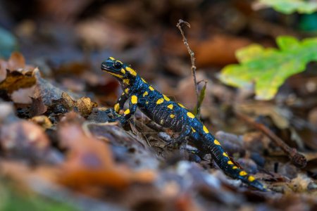 Foto de Salamandra de fuego - Salamandra salamandra, hermosa anfibio negro y amarillo de los bosques europeos, Zlin, República Checa. - Imagen libre de derechos