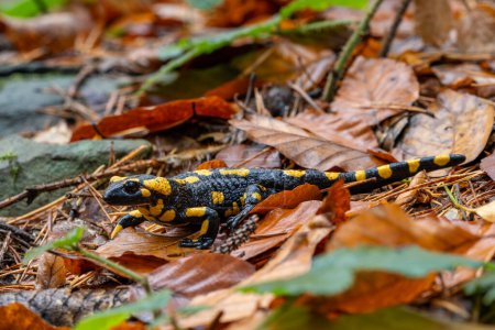 Foto de Salamandra de fuego - Salamandra salamandra, hermosa anfibio negro y amarillo de los bosques europeos, Zlin, República Checa. - Imagen libre de derechos