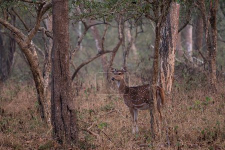 Photo for Chital - Axis axis, beautiful colored small deer from Asian grasslands, bushes and forests, Nagarahole Tiger Reserve, India. - Royalty Free Image