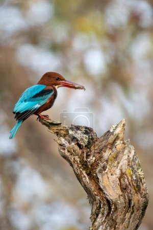Téléchargez les photos : Kingfisher à gorge blanche - Halcyon smyrnensis, bel oiseau de couleur assis sur la branche près de l'eau, réserve de tigre Nagarhole, Inde. - en image libre de droit