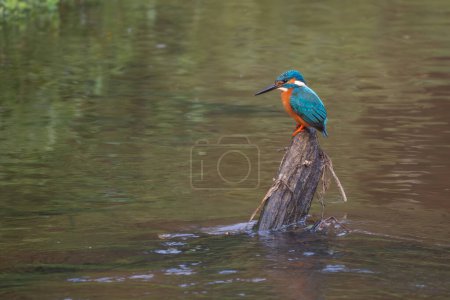 Common Kingfisher - Alcedo atthis, beautiful small blue bird from world wide rivers and lakes of Europe and Asia, Nagarahole Tiger Reserve, India.