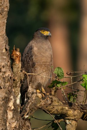 Téléchargez les photos : Aigle-serpent à crête - Spilornis cheela, bel oiseau de proie coloré des forêts et des zones humides d'Asie, Réserve de tigre de Nagarahore, Inde. - en image libre de droit