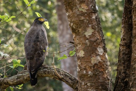 Photo for Crested Serpent-eagle - Spilornis cheela, beautiful colored bird of prey from Asian forests and wetlands, Nagarahore Tiger Reserve, India. - Royalty Free Image