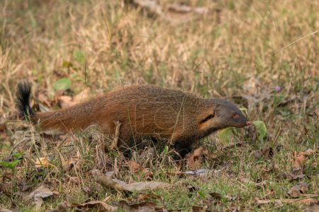 Striped-necked Mongoose - Herpestes vitticollis, beautiful colored shy mongoose from South Asian forests and woodlands, Nagarahole Tiger Reserve, India.