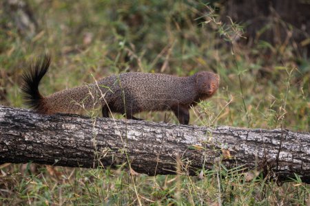 Ruddy Mongoose - Herpestes smithii  - beautiful shy civets carnivore from South Asian busches and forests, Nagarahole Tiger Reserve, India.