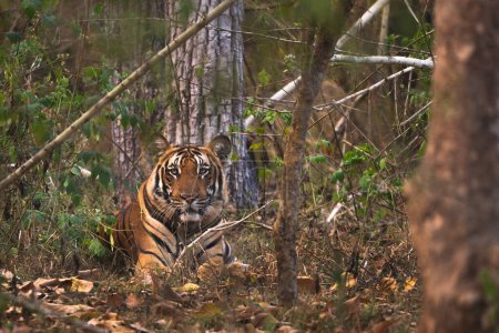 Foto de Tigre de Bengala - Panthera Tigris tigris, hermoso gato grande de color de bosques y bosques del sur de Asia, Nagarahole Tiger Reserve, India. - Imagen libre de derechos