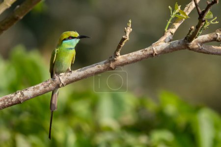 Photo for Little Green Bee-eater - Merops orientalis, beautiful colored bee-eater from South Asian forests and bushes, Nagarahole Tiger Reserve, India. - Royalty Free Image