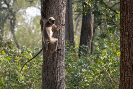 Téléchargez les photos : Langur à pieds noirs - Semnopithecus hypoleucos, magnifique primate populaire des forêts et des forêts d'Asie du Sud, réserve de tigres Nagarahole, Inde. - en image libre de droit